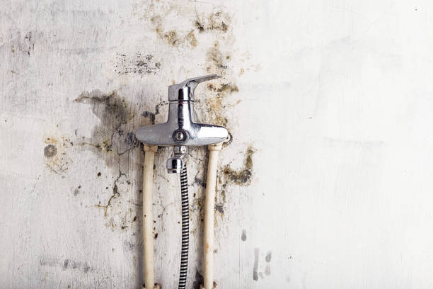 Best Mold Remediation for Specific Building Types in Spencerville, OH