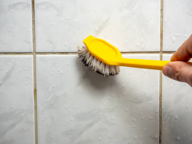 Best Emergency Mold Remediation in Spencerville, OH
