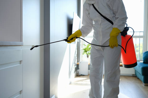 Reliable Spencerville, OH Mold Remediation Solutions