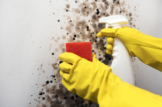 Best Mold Remediation for Specific Building Types in Spencerville, OH