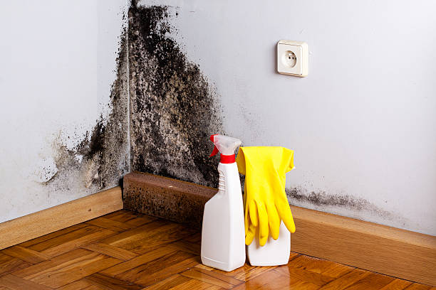 Best Mold Remediation for Schools in Spencerville, OH