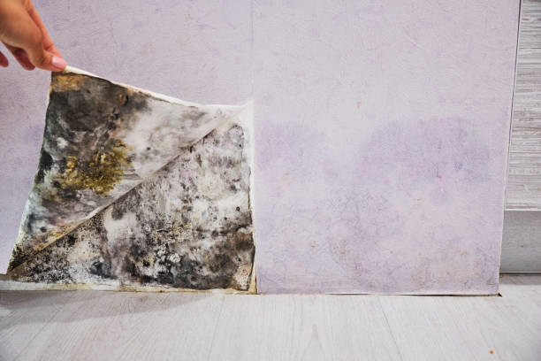 Best Post-Flood Mold Remediation in Spencerville, OH